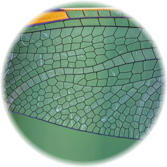 A dragonfly's wing, a Voronoi pattern in nature